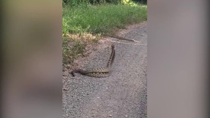 ext-combate-de-cascabel-030320