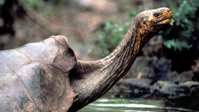 Newly Discovered Galápagos Tortoise May Give Hope to a Subspecies Experts Believed Was Extinct