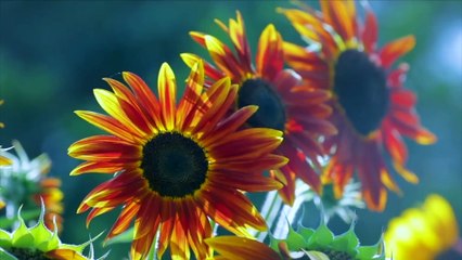 Liziqi Tasty - Bamboo Craft-Sofa