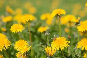It's Time to Give Dandelions Some Love