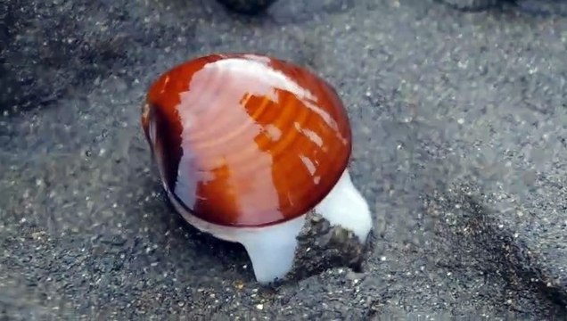La technique incroyable de ce coquillage pour disparaitre dans le sable