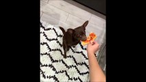 Ce chien se souviendra que la pizza ce n'est pas bon pour les dents