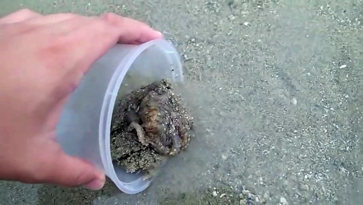 Il sauve un petit poulpe qui va venir le remercier de son geste... adorable