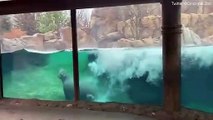 Ce bébé hippopotame se prend pour une baleine : saut hors de l'eau