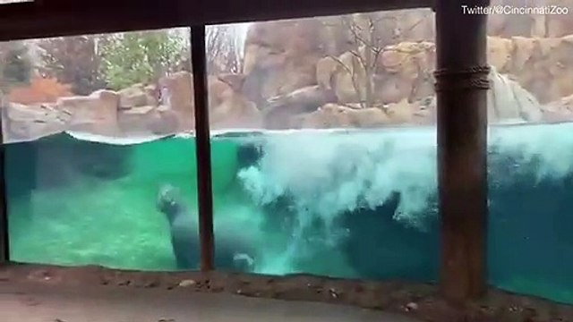 Ce bébé hippopotame se prend pour une baleine : saut hors de l'eau