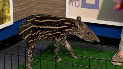 Meet Dozer, Wildlife World Zoo’s South American Tapir