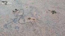 Mystery snake-like creature baffles Burmese as it moves along the ground