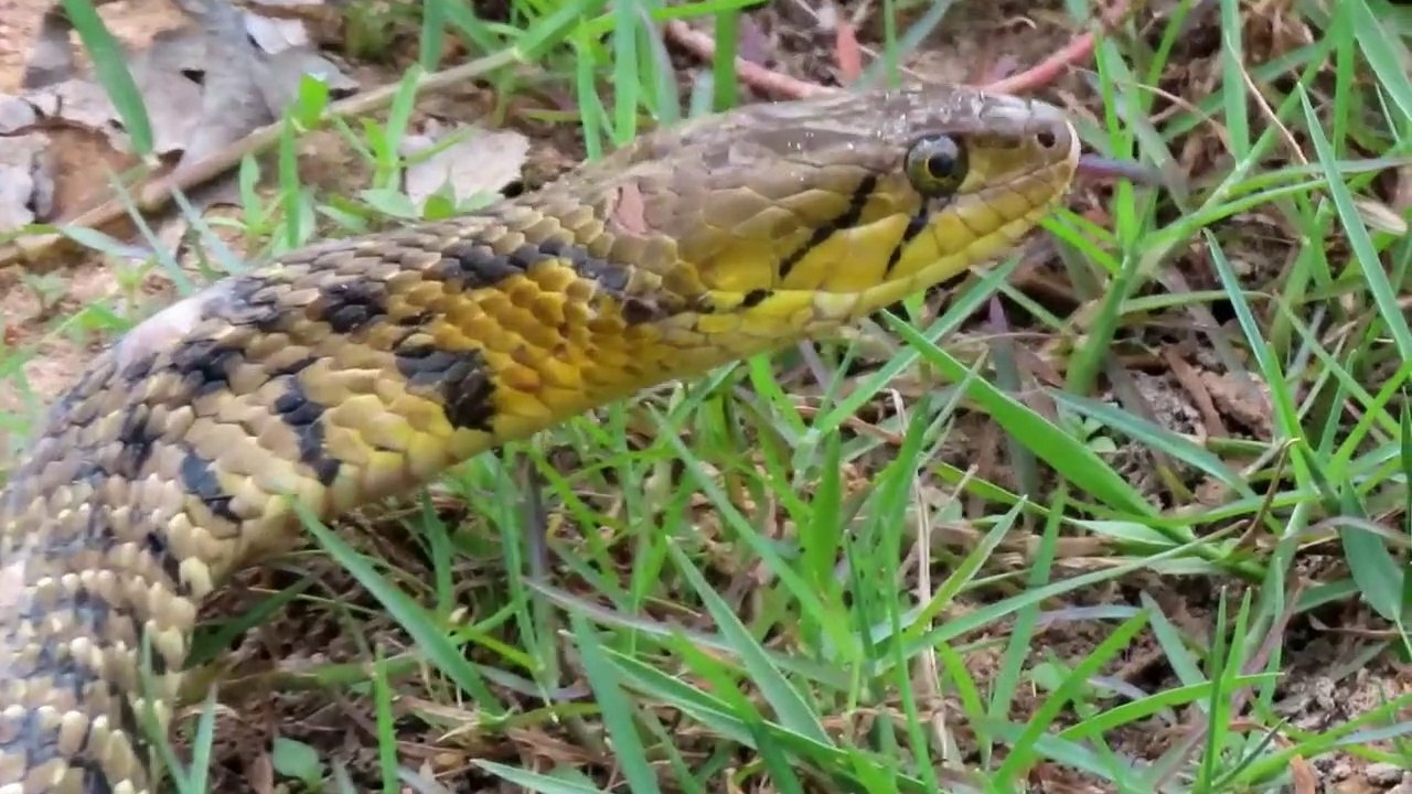 Expérience : Coca Cola Vs Mentos Catch Water Snake From Underground Hole - Snake vs Coca Cola Test