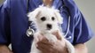 ¿Las mascotas pueden contagiar el coronavirus?