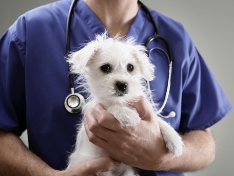 ¿Las mascotas pueden contagiar el coronavirus?