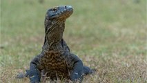 A Female Komodo Dragon Gave Birth To 3 Babies Without A Male Partner