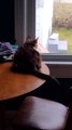 Cat Gets Pranked While Bird Watching