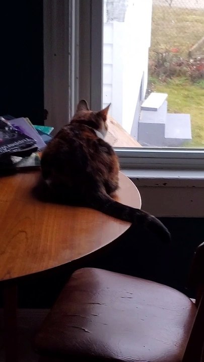 Cat Gets Pranked While Bird Watching