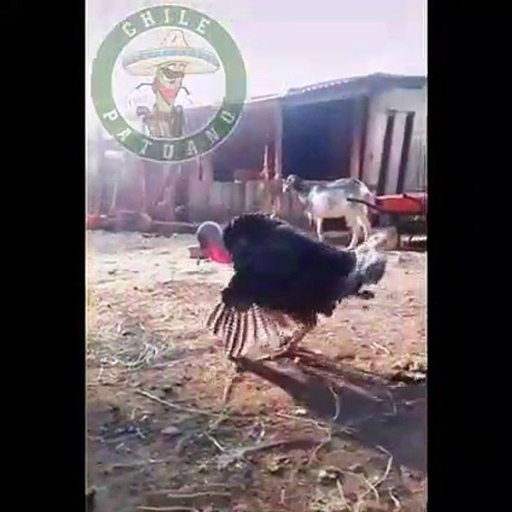 PAVO CRAZY