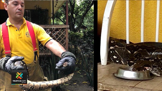 tn7-Bomberos ha atendido 758 emergencias con serpientes en los primeros dos meses de este 2020-030320