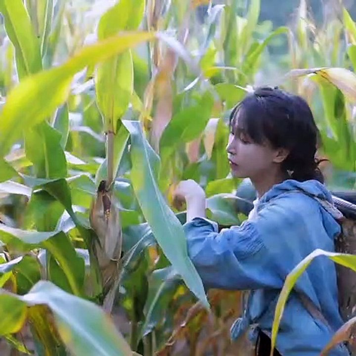 Liziqi: Golden season and ancient oriental methods of the sericulture...