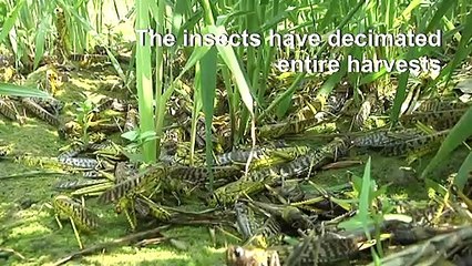 Locust plague sweeps into Pakistan