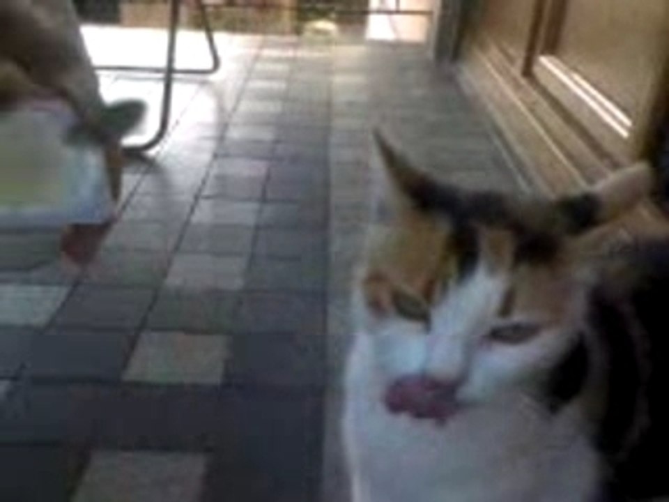 Suidy mange du yaourt...