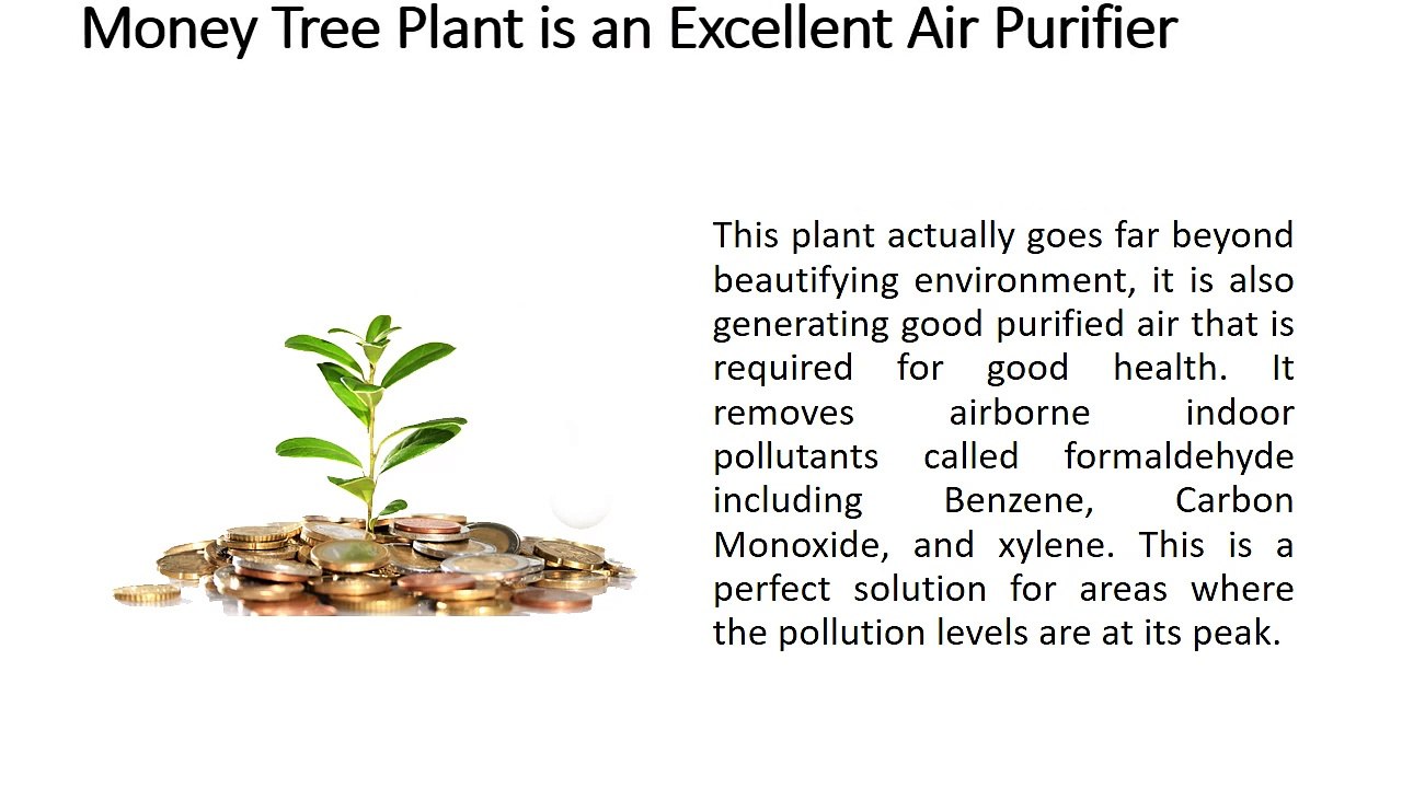 Why money tree is important - Ezzat Daniel Nesseim