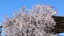 Manisa'da badem ve erik ağaçları çiçek açtı