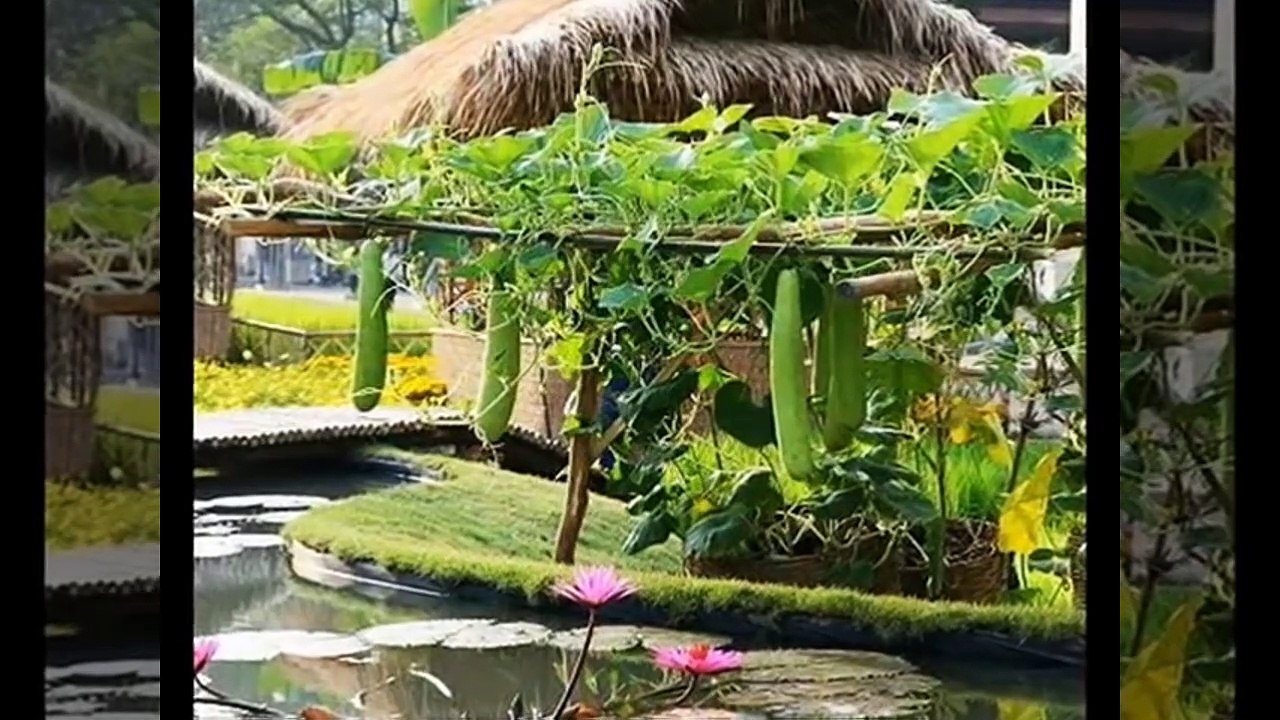 cay dau dua
