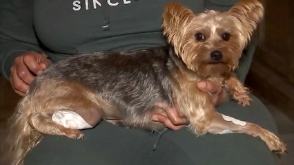 Este es 'Starla', el heroico perro guardián al que pegaron dos balazos y sobrevivió para salvar a la niña de los atracadores