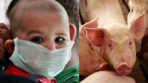 81 patients have tested positive for Swine Flu| பன்றி காய்ச்சலால் 12பேர் பலி... அச்சத்தில் மக்கள்