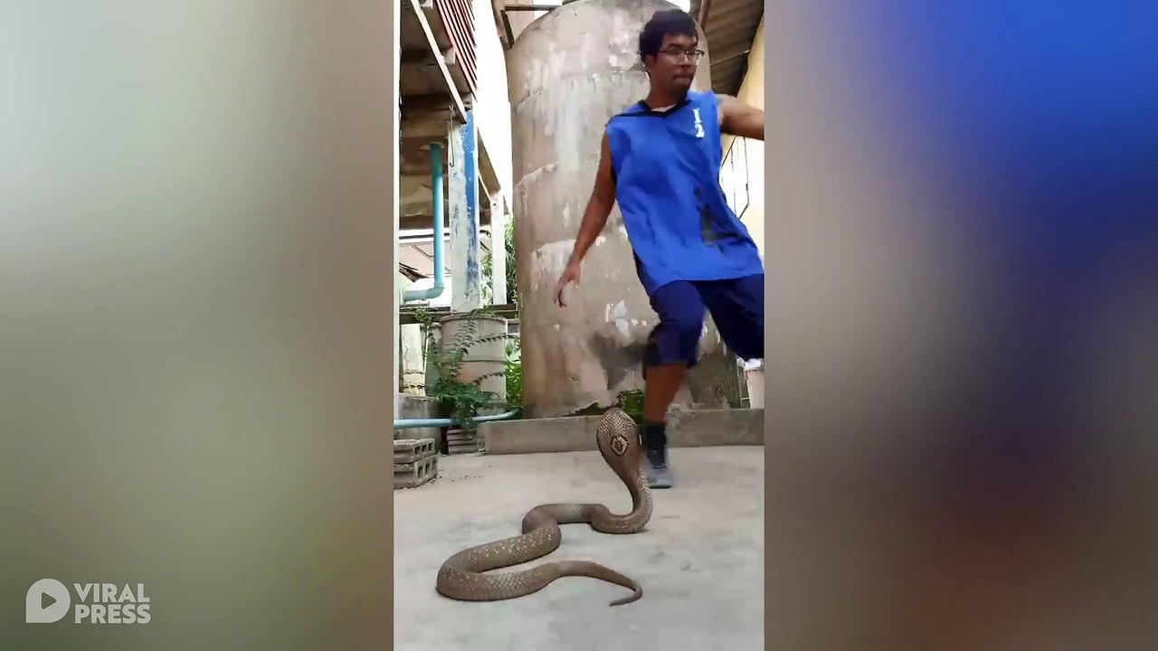 Break Dancer Shows Off Moves To King Cobra