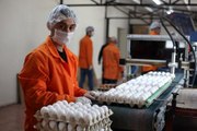 Kalecik Açık Ceza İnfaz Kurumu'nda günlük yaklaşık 49 bin yumurta üretiliyor