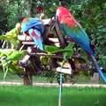 Free birds, bird song, nature, parrots, parakeets singing | Nature is Amazing