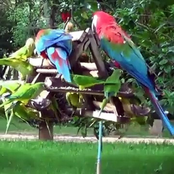 Free birds, bird song, nature, parrots, parakeets singing | Nature is Amazing