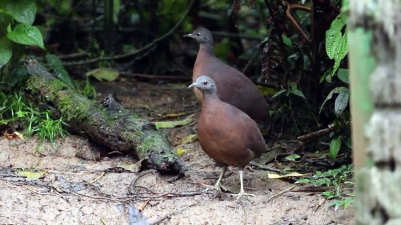 Bird singing, Inhambu singing, birds singing, Brazilian birds singing | Nature is Amazing