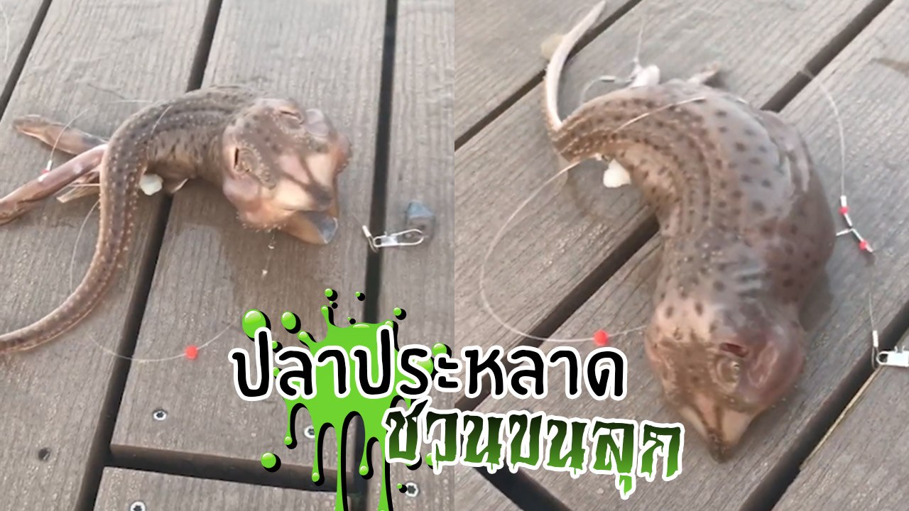คลิปปลาหน้าตาพึลึกกึกกือ หัวโตหางเรียว แถมมี 3...