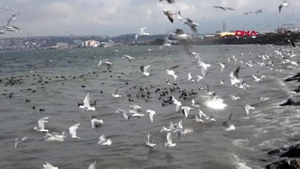 Martı ve karabatakların küçükçekmece gölü'nde ekmek kapma çabası