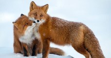 Il passe ses vacances à prendre des photos de renards dans le cercle arctique en Russie