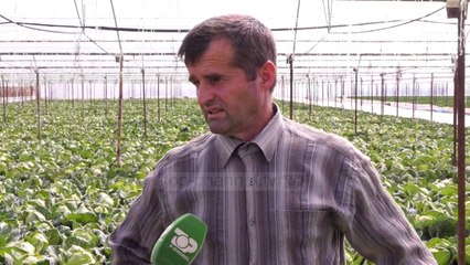Lakra e Brukselit në Elbasan/ Kultivuesit në Jagodinë të kënaqur me prodhimin. Problem tregu vendas
