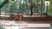 जूलॉजिकल पार्क में बाड़े में गिरा युवक, गर्दन पर पंजे से हमला कर बाघिन ने 5 मिनट में मार डाला