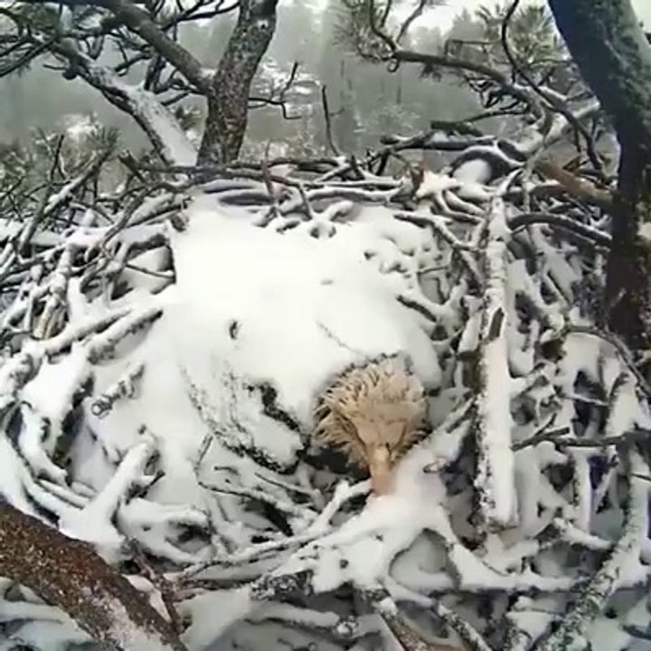 How Eagle Save his Child's in Snow Session!