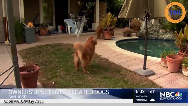 Ils partent en vacances et laissent leur chiens à des dogsitter , ces derniers vont donner sédatifs sur sédatifs aux pauvres chiens