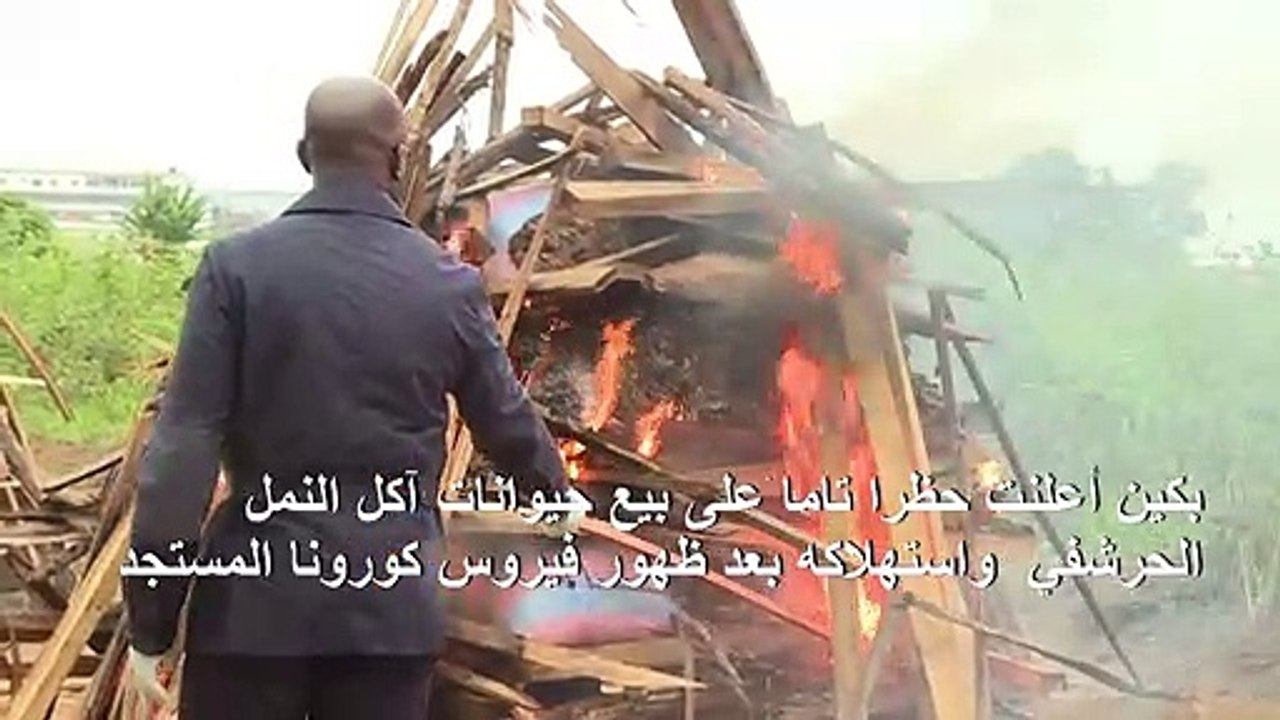 ساحل العاج تحرق ثلاثة أطنان من حراشف آكل النمل الحرشفي