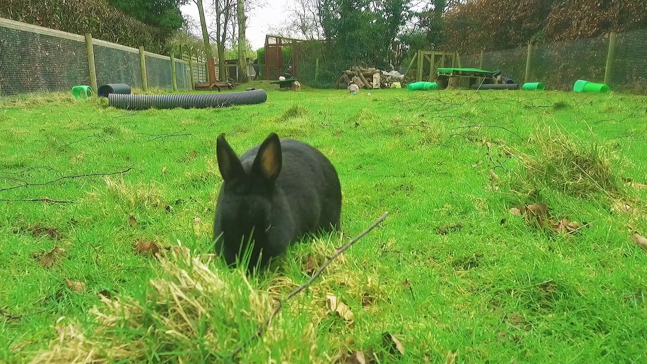 A Suburban Bunny Sanctuary!