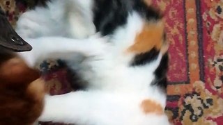Mother Spends Daily Fun Time Playing With Her Kitten