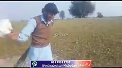 Lakki Marwat ma Lakhon ki Tadad ma Taddiyon ne Faslon par Hamla kar Dia hay.