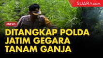 Tanam Ganja, Penjual Kucing Mesir Ditangkap Polda Jatim