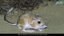 Chuột Túi Sa Mạc & Tuyệt Kỹ Hóa Giải Đòn Tấn Công Của Rắn Đuôi Chuông