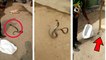 கோவையில் முழுங்கிய பூனையை கக்கும் பாம்பு  | Snake Swallows and Then Vomits Whole Pet Cat