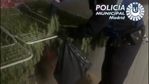 Dos detenidos con 21 kilos de marihuana que vendía en un kiosko de la Cañada