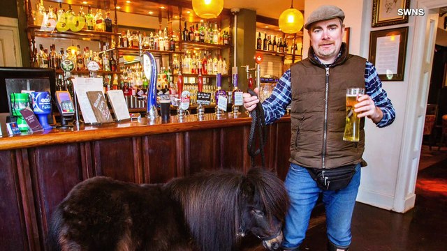 Horse Walks Into a Bar… Miniature Pony Makes Daily Visits to Local Pub; Delighting Patrons!