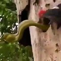 Un oiseau pic protège ses œufs en affrontant un serpent