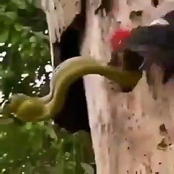 Un oiseau pic protège ses œufs en affrontant un serpent